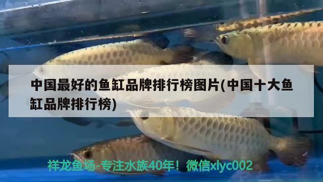 銀龍魚身上潰爛怎么辦啊用什么藥（銀龍魚身體潰爛怎么辦） 銀龍魚 第2張