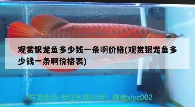 觀賞銀龍魚多少錢一條啊價格(觀賞銀龍魚多少錢一條啊價格表) 銀龍魚 第2張