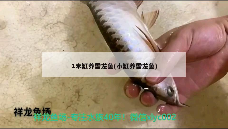 1米缸養(yǎng)雷龍魚(小缸養(yǎng)雷龍魚)