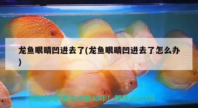 龍魚眼睛凹進(jìn)去了(龍魚眼睛凹進(jìn)去了怎么辦)