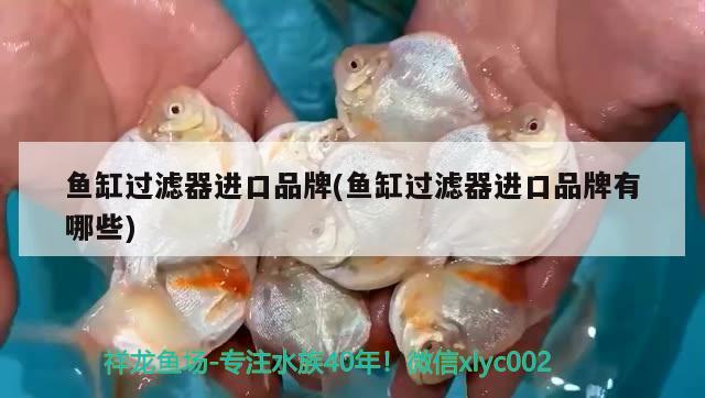 魚缸過濾器進(jìn)口品牌(魚缸過濾器進(jìn)口品牌有哪些) 祥龍赫舞紅龍魚