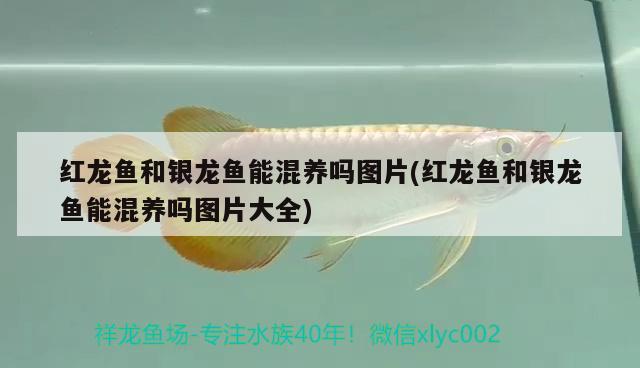 紅龍魚和銀龍魚能混養(yǎng)嗎圖片(紅龍魚和銀龍魚能混養(yǎng)嗎圖片大全) 銀龍魚