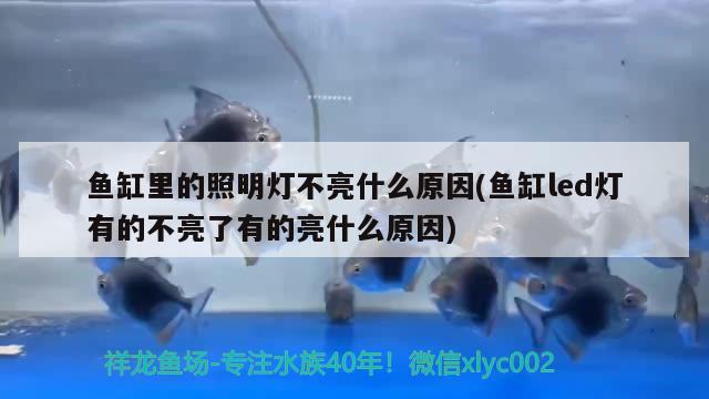 魚缸里的照明燈不亮什么原因(魚缸led燈有的不亮了有的亮什么原因) 二氧化碳設(shè)備