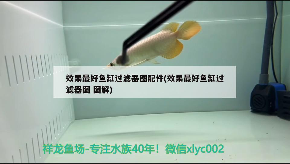 效果最好魚(yú)缸過(guò)濾器圖配件(效果最好魚(yú)缸過(guò)濾器圖圖解) 星點(diǎn)金龍魚(yú)