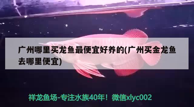 廣州哪里買龍魚最便宜好養(yǎng)的(廣州買金龍魚去哪里便宜)