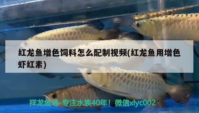 紅龍魚增色飼料怎么配制視頻(紅龍魚用增色蝦紅素)