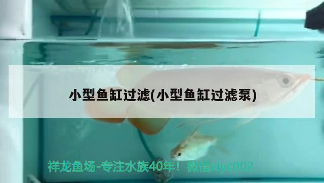 小型魚缸過濾(小型魚缸過濾泵) 南美異型魚