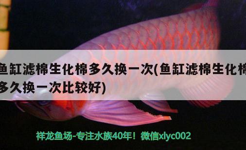 魚缸濾棉生化棉多久換一次(魚缸濾棉生化棉多久換一次比較好)