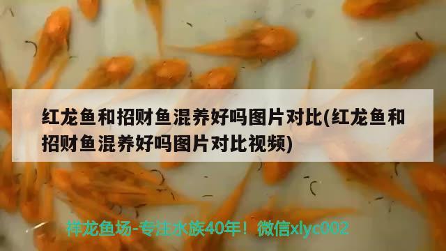 濰坊魚缸定制電話號碼（山東魚缸生產(chǎn)廠家哪家價格實惠） 古典過背金龍魚 第2張