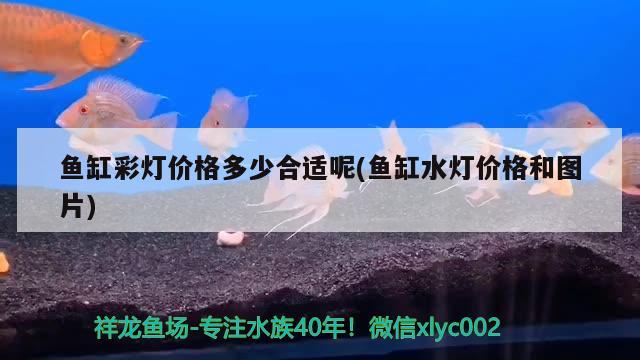 大鰭紅龍魚 元寶鳳凰魚 第1張