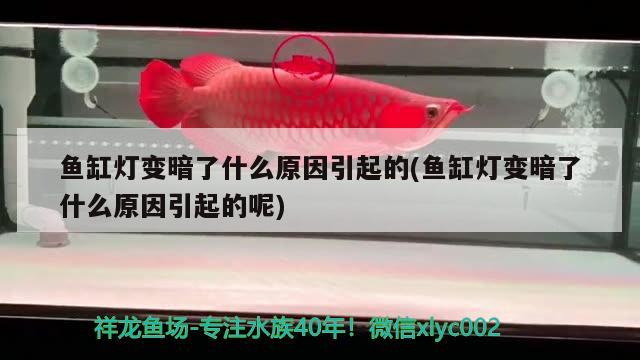 魚缸燈變暗了什么原因引起的(魚缸燈變暗了什么原因引起的呢)