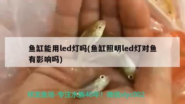 魚缸能用led燈嗎(魚缸照明led燈對魚有影響嗎) 狗頭魚