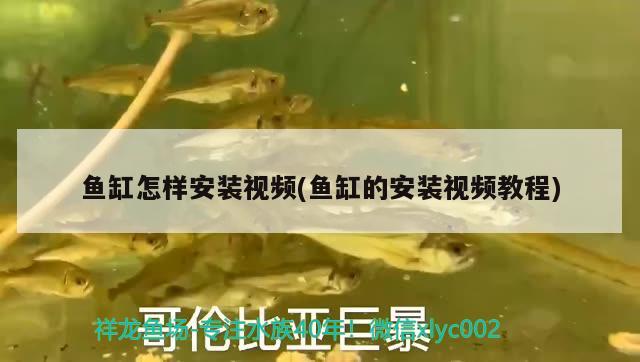 魚缸怎樣安裝視頻(魚缸的安裝視頻教程) 孵化器