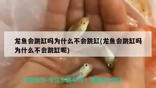 龍魚會跳缸嗎為什么不會跳缸(龍魚會跳缸嗎為什么不會跳缸呢) 白子銀龍苗（黃化銀龍苗）