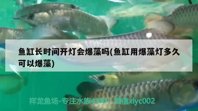 魚缸長時間開燈會爆藻嗎(魚缸用爆藻燈多久可以爆藻)