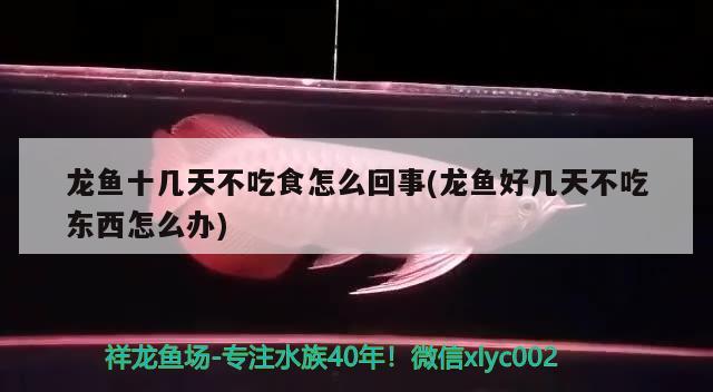 龍魚十幾天不吃食怎么回事(龍魚好幾天不吃東西怎么辦)