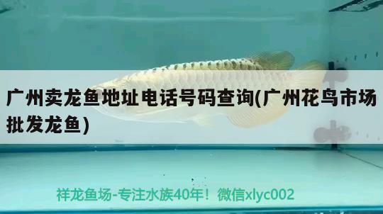 廣州賣龍魚地址電話號碼查詢(廣州花鳥市場批發(fā)龍魚)