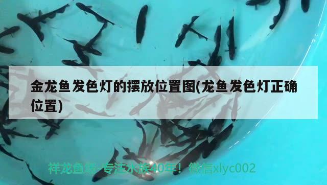 金龍魚發(fā)色燈的擺放位置圖(龍魚發(fā)色燈正確位置)