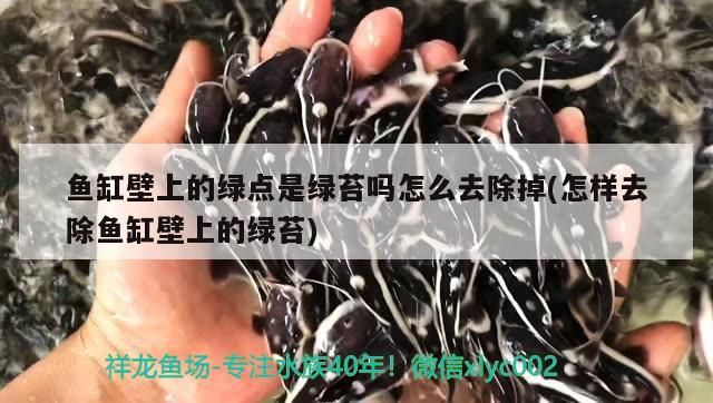 魚缸壁上的綠點是綠苔嗎怎么去除掉(怎樣去除魚缸壁上的綠苔) 鐵甲武士