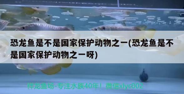 恐龍魚是不是國家保護動物之一(恐龍魚是不是國家保護動物之一呀) 雪龍魚