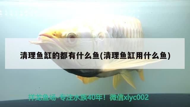 魚缸放在衛(wèi)生間門對(duì)面好嗎（魚缸面對(duì)衛(wèi)生間的門好不好） 金老虎魚