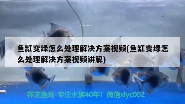 魚缸變綠怎么處理解決方案視頻(魚缸變綠怎么處理解決方案視頻講解) 金龍福龍魚