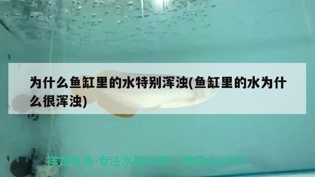 為什么魚缸里的水特別渾濁(魚缸里的水為什么很渾濁) 委內(nèi)瑞拉奧里諾三間魚苗