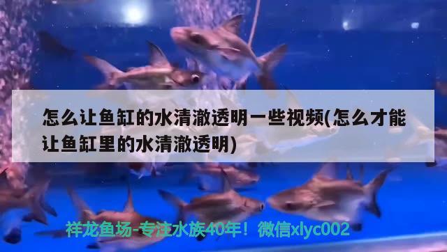 怎么讓魚(yú)缸的水清澈透明一些視頻(怎么才能讓魚(yú)缸里的水清澈透明) 賽級(jí)紅龍魚(yú)