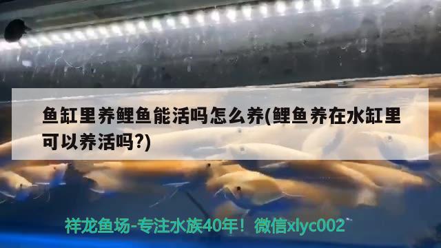 專門收購舊魚缸番禺電話 58同城回收魚缸 刀魚魚 第2張