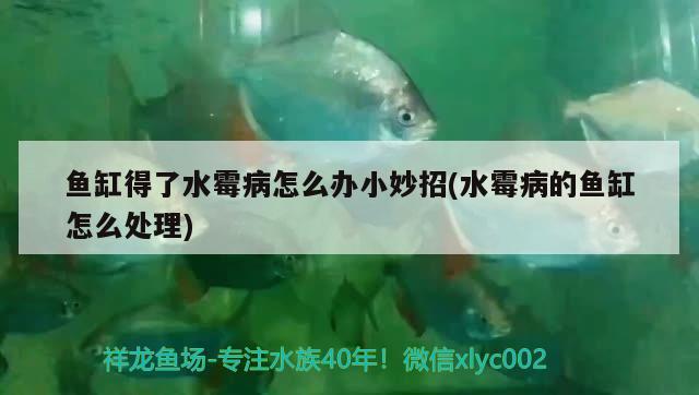 魚(yú)缸得了水霉病怎么辦小妙招(水霉病的魚(yú)缸怎么處理) 野彩魚(yú)