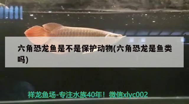 六角恐龍魚(yú)是不是保護(hù)動(dòng)物(六角恐龍是魚(yú)類(lèi)嗎) 藍(lán)底過(guò)背金龍魚(yú)