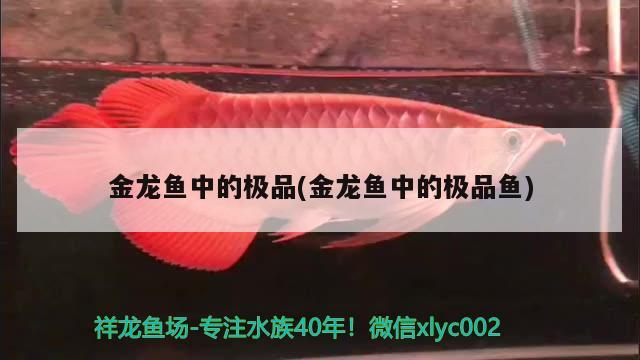 金龍魚中的極品(金龍魚中的極品魚)