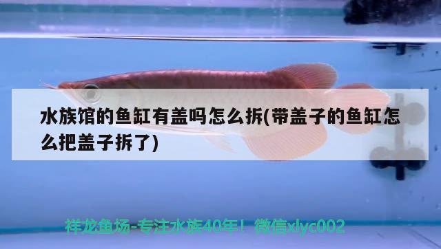 水族館的魚缸有蓋嗎怎么拆(帶蓋子的魚缸怎么把蓋子拆了)