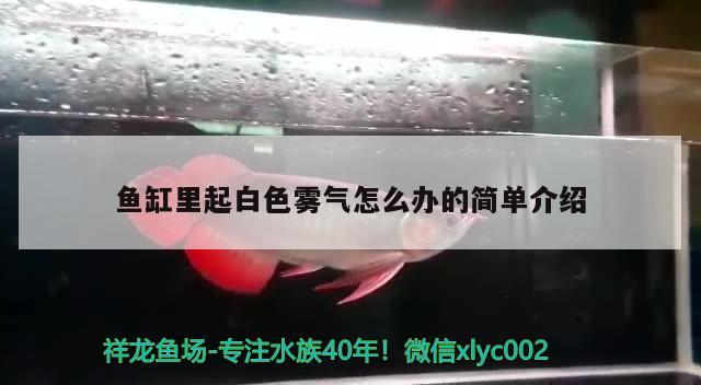 魚缸里起白色霧氣怎么辦的簡單介紹 羅漢魚