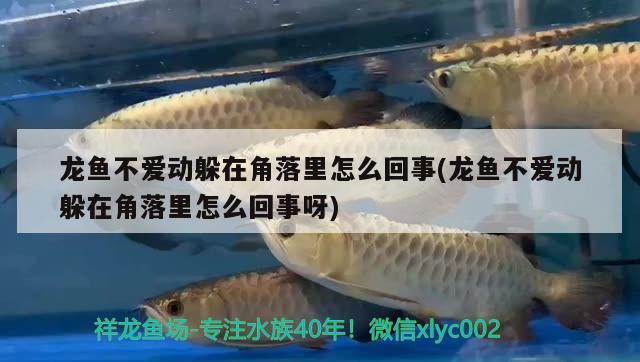 邵陽水族館薩伊新缸開缸記