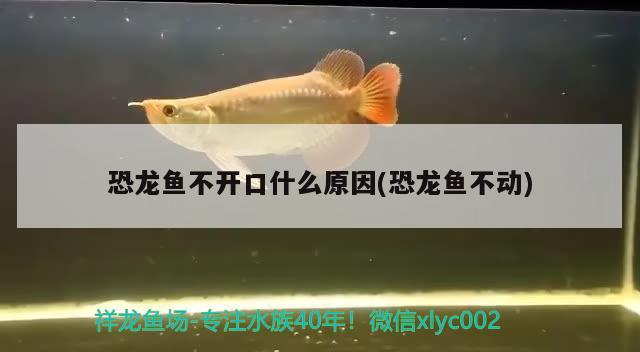 恐龍魚不開口什么原因(恐龍魚不動) 黑影道人魚