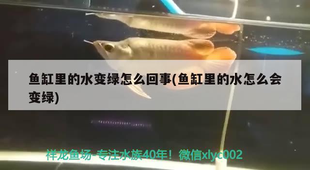 紅眼恐龍魚(yú)吃什么食物為主糧（紅眼恐龍魚(yú)吃什么食物為主糧呢） 龍魚(yú)百科