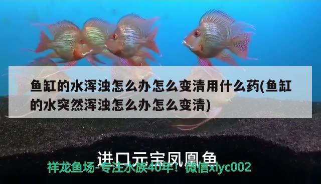 魚缸的水渾濁怎么辦怎么變清用什么藥(魚缸的水突然渾濁怎么辦怎么變清)