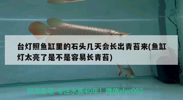 臺燈照魚缸里的石頭幾天會長出青苔來(魚缸燈太亮了是不是容易長青苔)