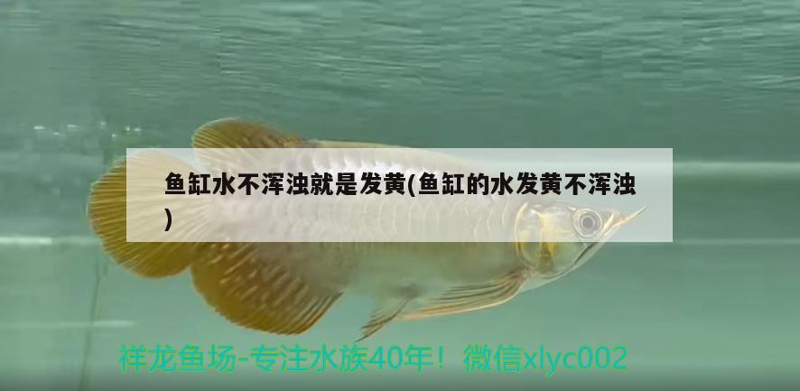 魚缸水不渾濁就是發(fā)黃(魚缸的水發(fā)黃不渾濁)