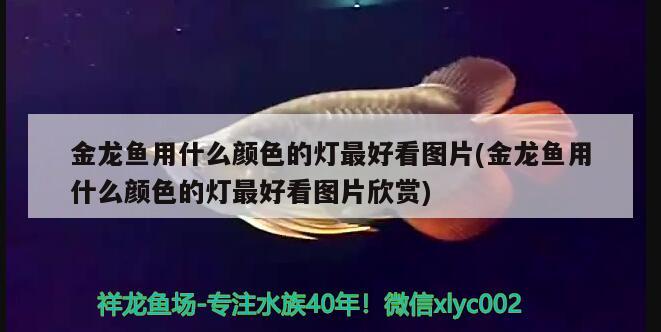 金龍魚用什么顏色的燈最好看圖片(金龍魚用什么顏色的燈最好看圖片欣賞)