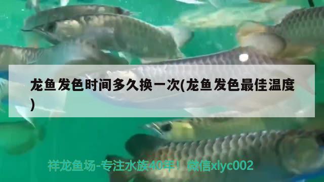 龍魚發(fā)色時間多久換一次(龍魚發(fā)色最佳溫度) 飛鳳魚 第2張