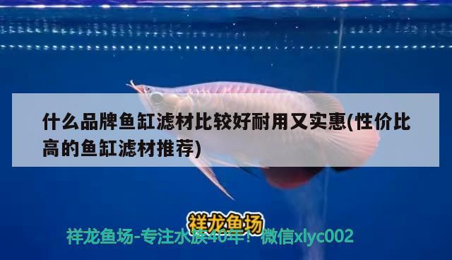 什么品牌魚缸濾材比較好耐用又實(shí)惠(性價(jià)比高的魚缸濾材推薦) 斑馬鴨嘴魚苗