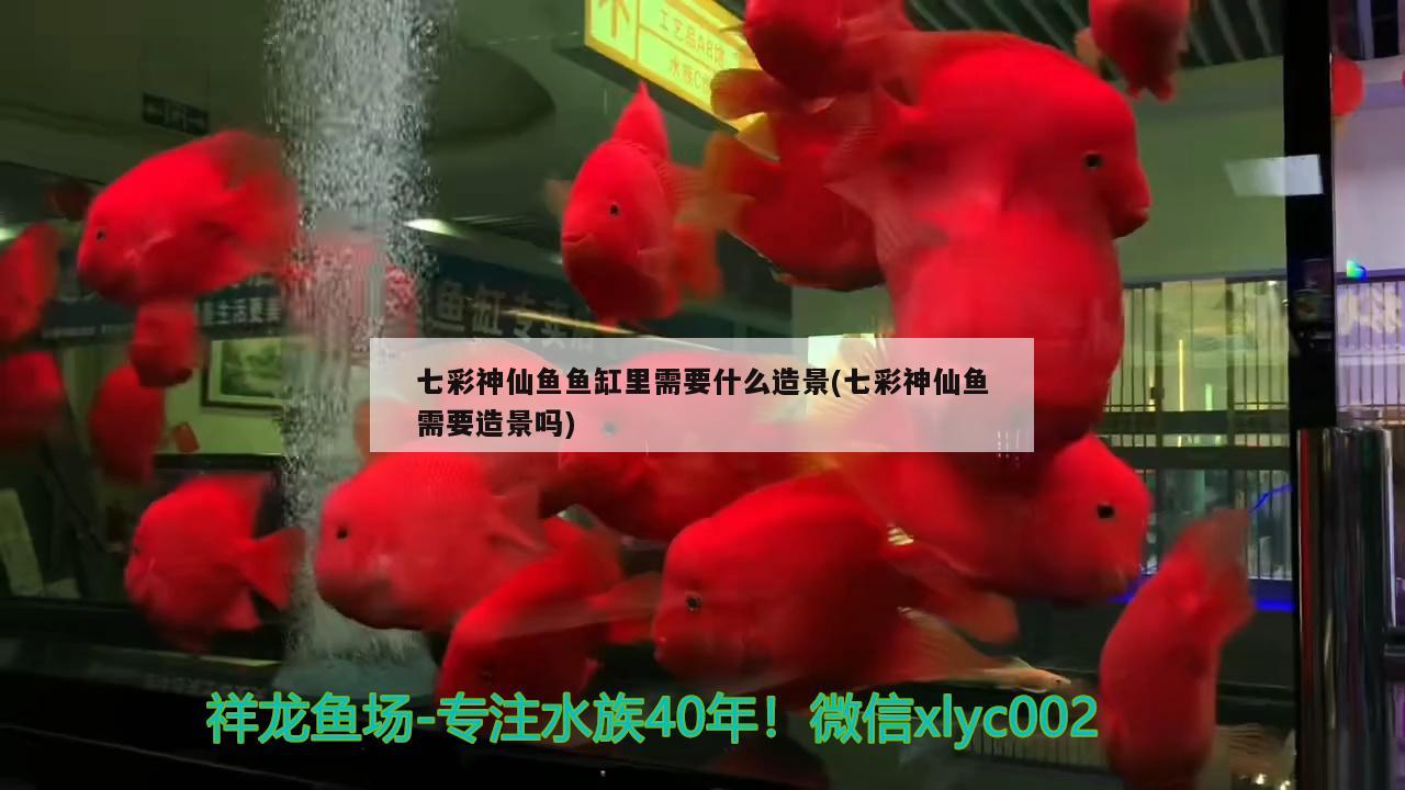 七彩神仙魚魚缸里需要什么造景(七彩神仙魚需要造景嗎)