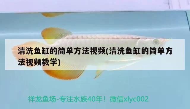 清洗魚缸的簡(jiǎn)單方法視頻(清洗魚缸的簡(jiǎn)單方法視頻教學(xué)) 黃吉金龍（白子金龍魚） 第2張