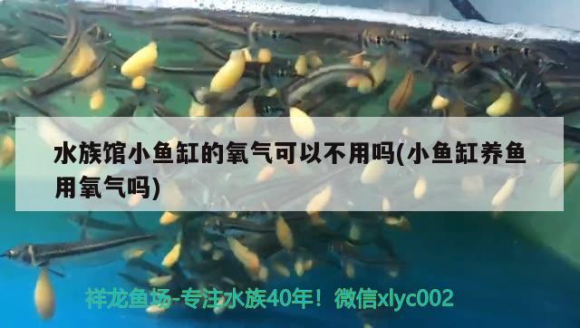 水族館小魚缸的氧氣可以不用嗎(小魚缸養(yǎng)魚用氧氣嗎) 野生埃及神仙魚 第2張