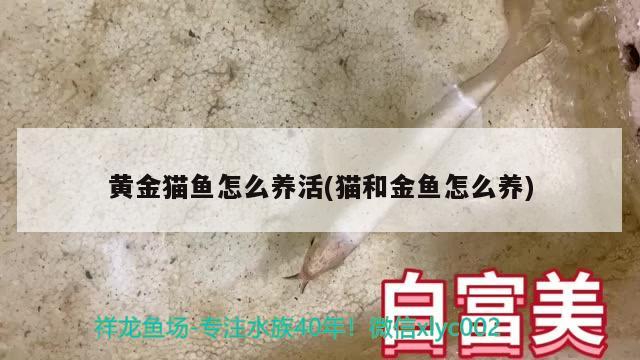 黃金貓魚怎么養(yǎng)活(貓和金魚怎么養(yǎng)) 黃金貓魚