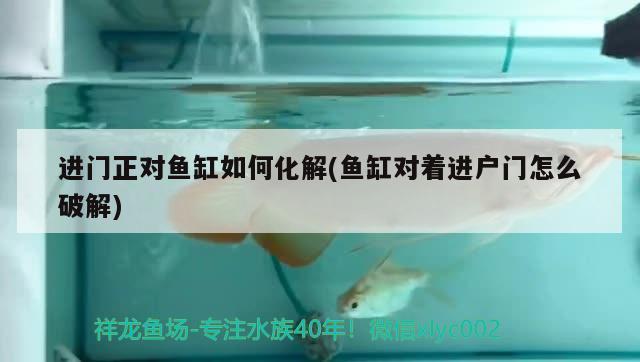 進門正對魚缸如何化解(魚缸對著進戶門怎么破解) 狗頭魚