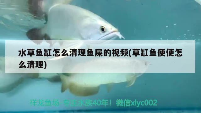 水草魚缸怎么清理魚屎的視頻(草缸魚便便怎么清理)