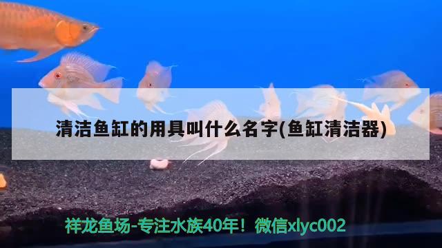 威海魚缸制作廠家地址電話（ 威海魚具廠） 印尼虎苗